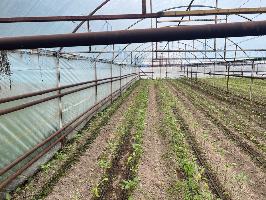 teplitsa sotiladi ataplenyalari bilan