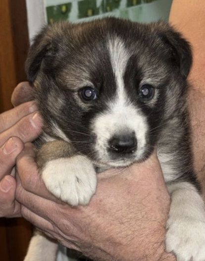 Ищу дом для щенят