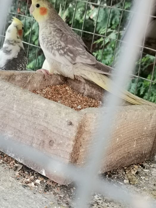 Vând ninfe de anul asta