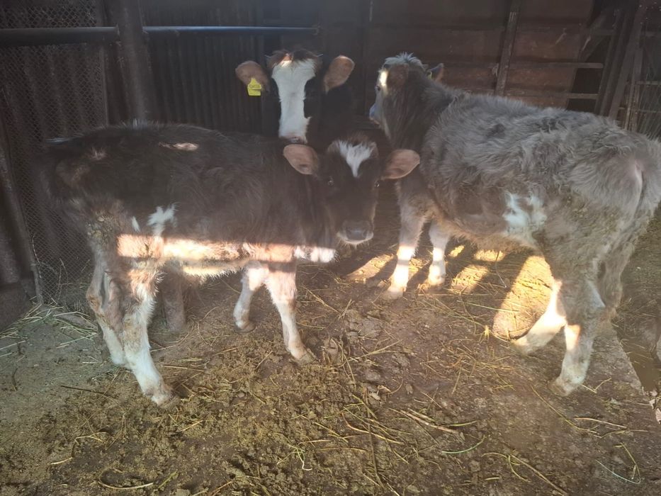 Продам двух бычков и телку