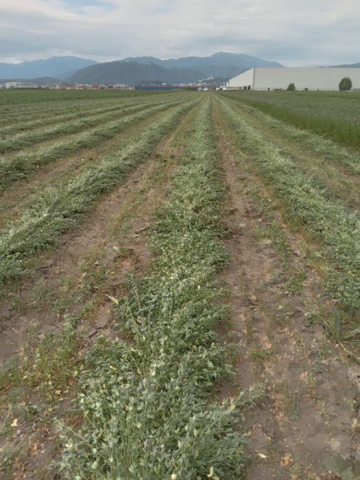 Baloti coasa a 3a și a 4a