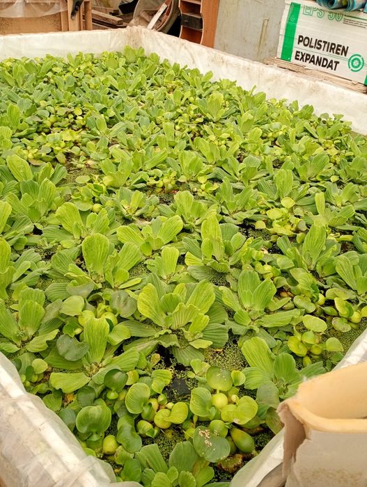 Crapi Koi , carași , pești de iaz , zambile , salata, plante de apa.
