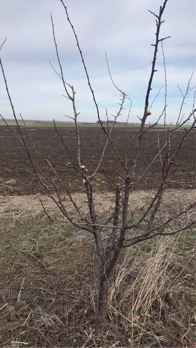 Резитба на овощни градини /озеленяване