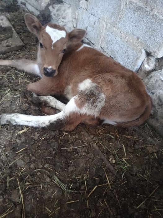 Дойная корова с теленком