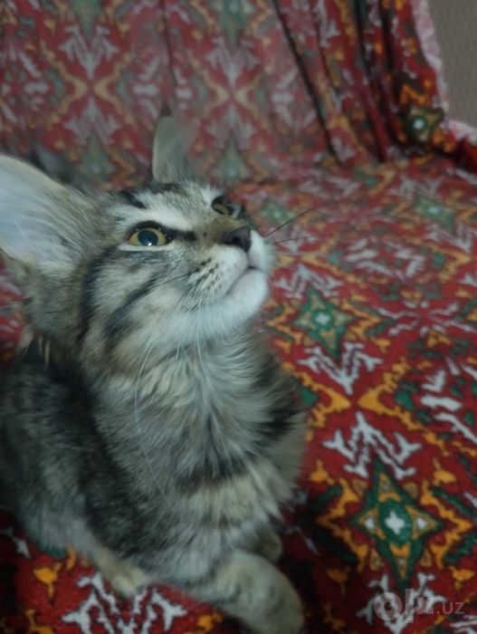 Пушистый котёнок (девочка), отдаю бесплатно