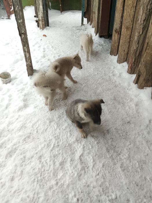 Щенки лайки,2 суки