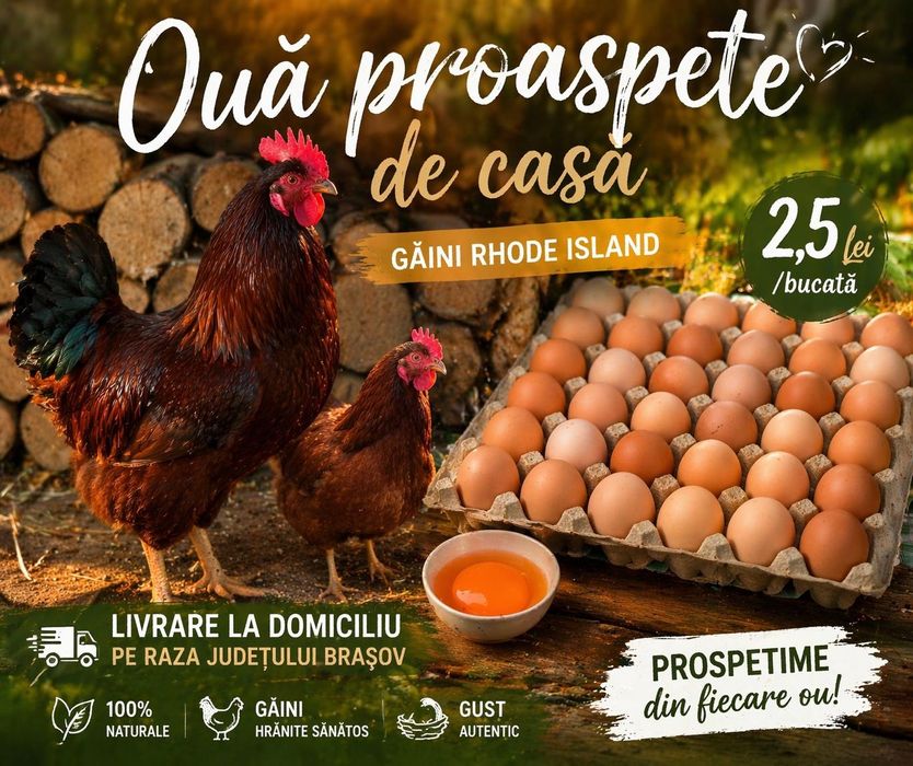Vindem ouă de țară proaspete 2.5 lei/buc!