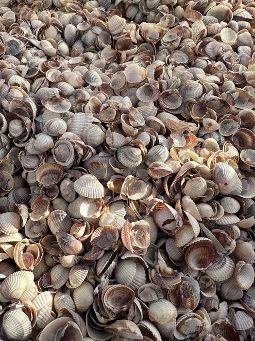 Продам ракушки оптом