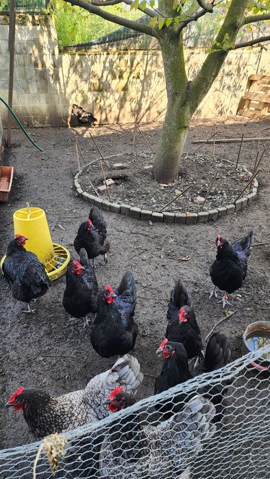 Găini Australorp