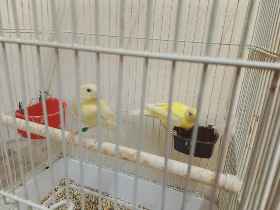 Канарейкалар бор 1 йиллик  ва 2 йиллик нар мода ишлаган таййор сайрода