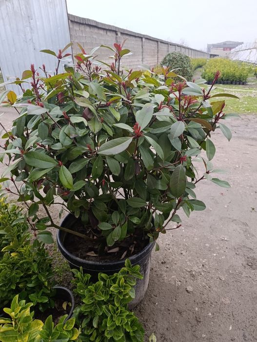 Манзарали ва мевали дарахт кучатларимиз сотувда оладиганлар тел