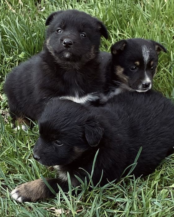 Щенки в добрые руки