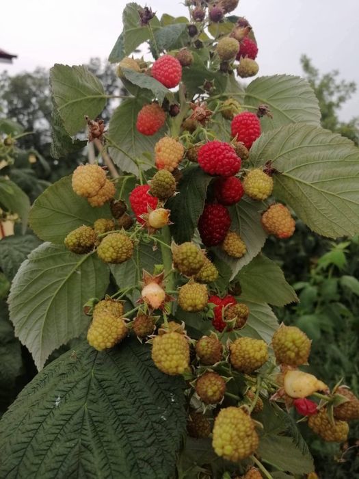 Afin și zmeur de vânzare