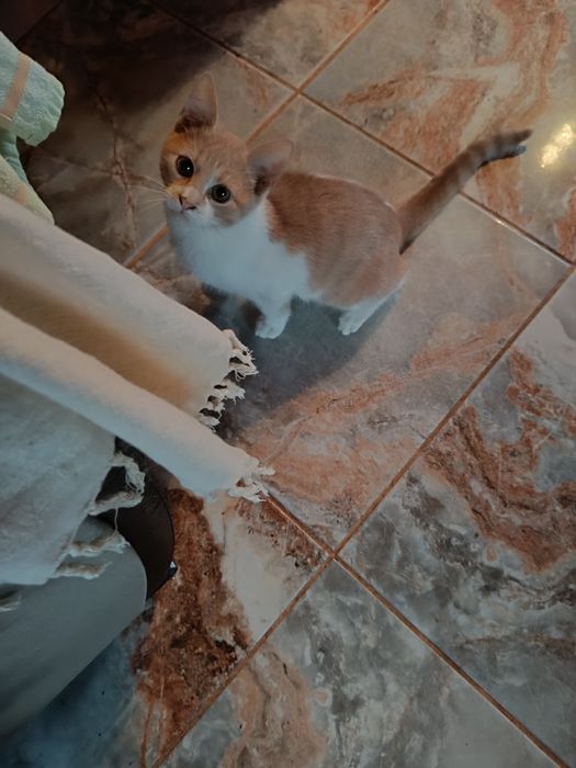 Подарявам малко котенце