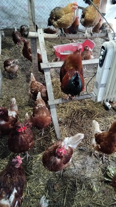 Яица для инкубации