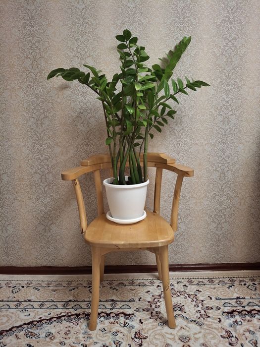 Продам комнатное растение, доллар