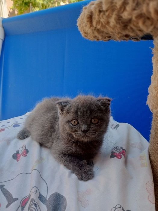 Котята 2 месяца один мальчик 2 девочки