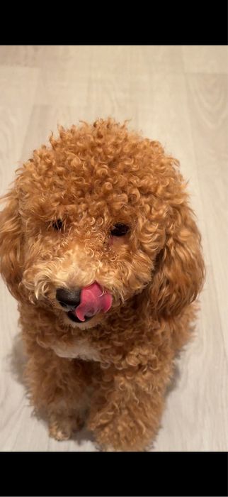 Мальтипу девочка 6 месяцев