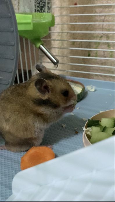 Продам 2 серийских хомечка