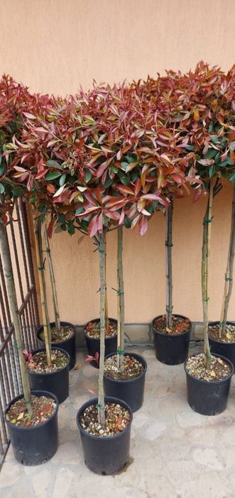 Amenajează-ți grădina cu plante exotice și decorative – Palmieri, Yucc