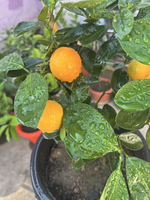 Продам мандарин каламондин