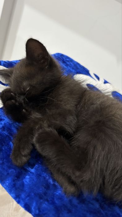 отдам котенка даром!)