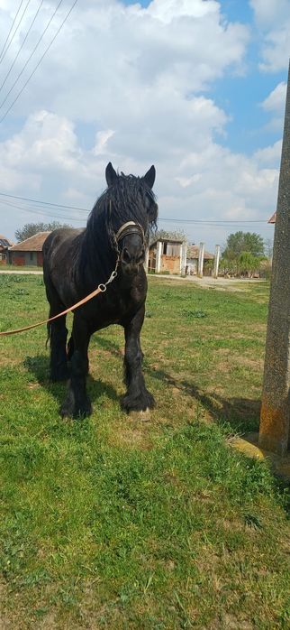 Vand armăsar de 4 ani