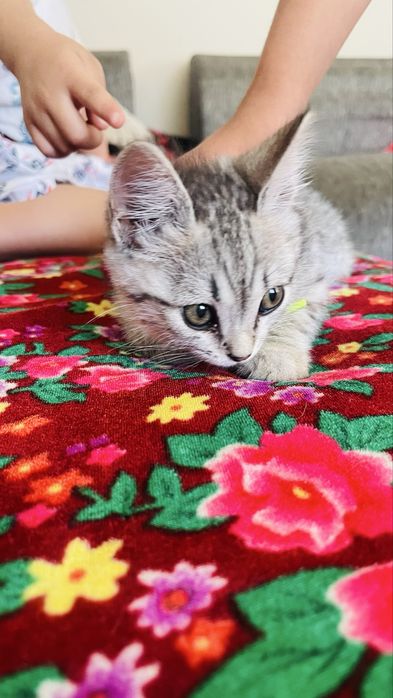 Отдам в хорошие руки