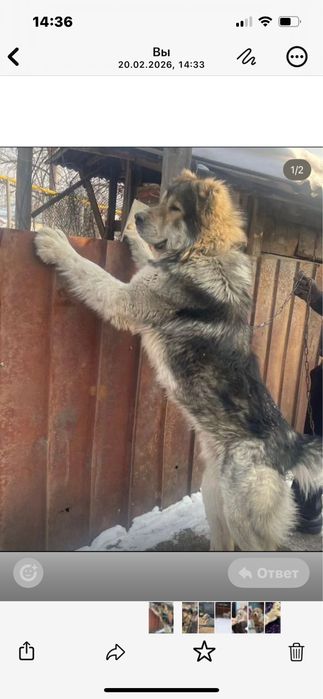 Продам щенков Сао