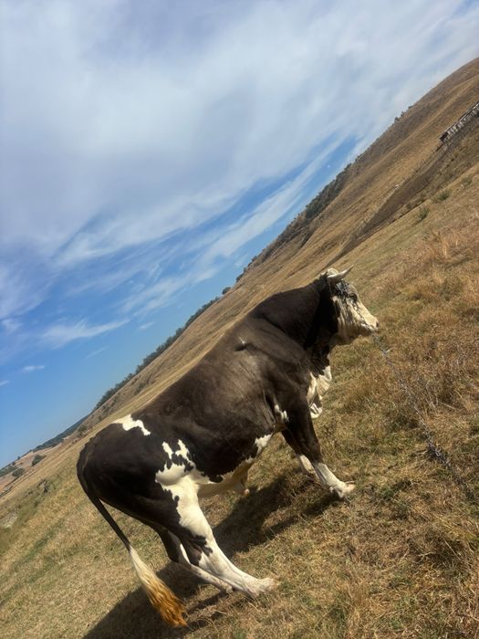 Taur de vânzare – bun de montă sau sacrificat