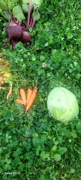 Дача  большой участок