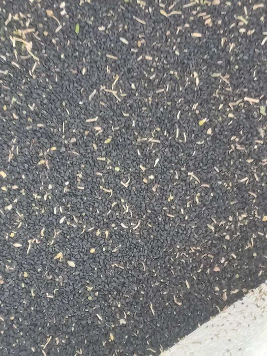 Седана бор месни жиззах