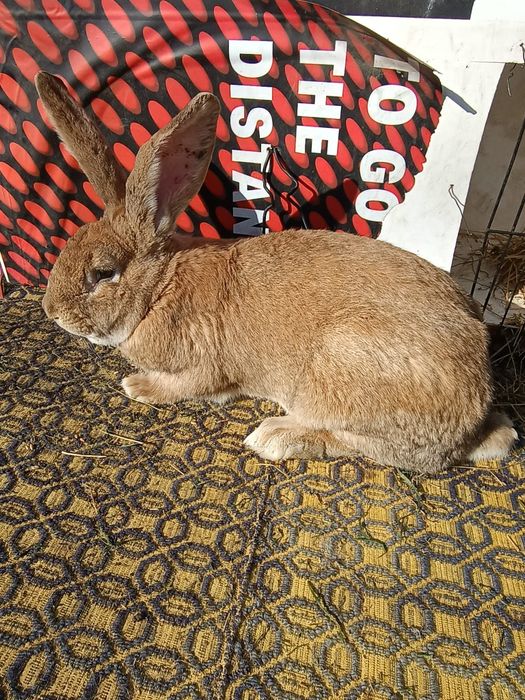 Iepure urăsc german