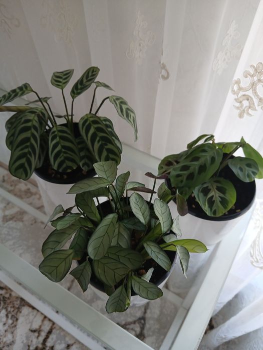 Продаются калатея,маранта