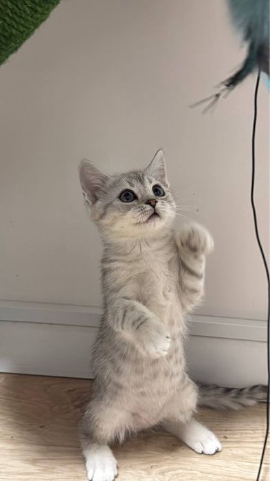 Скоттиш фолд и Скоттиш страйт