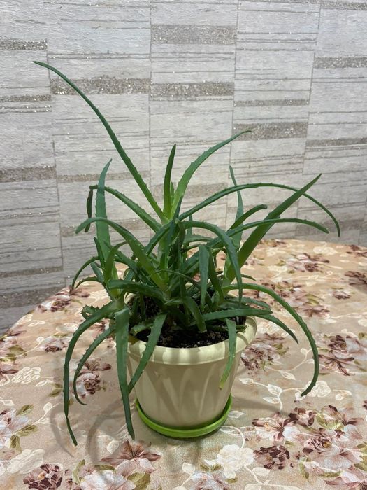 Продам цветок алоэ