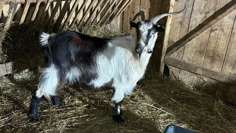 Capra tanara cu lapte