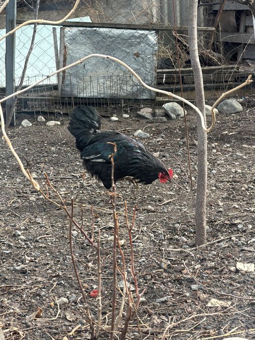 Петухи- 5000 тг.