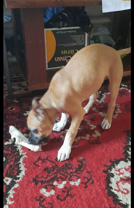 Домашняя передержка