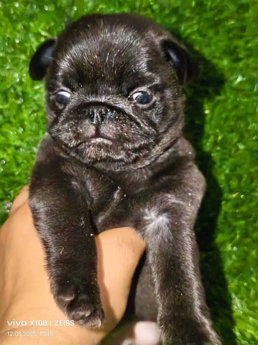 Очаровательные щенки мопса.