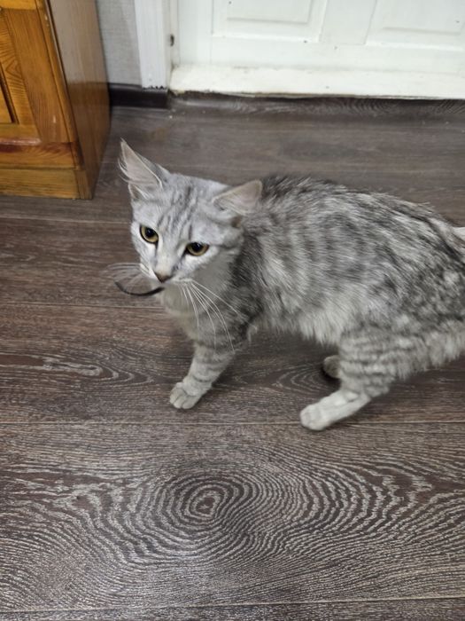 Отдам ласковую кошечку