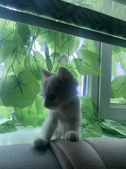 Кошки месни имй митвой