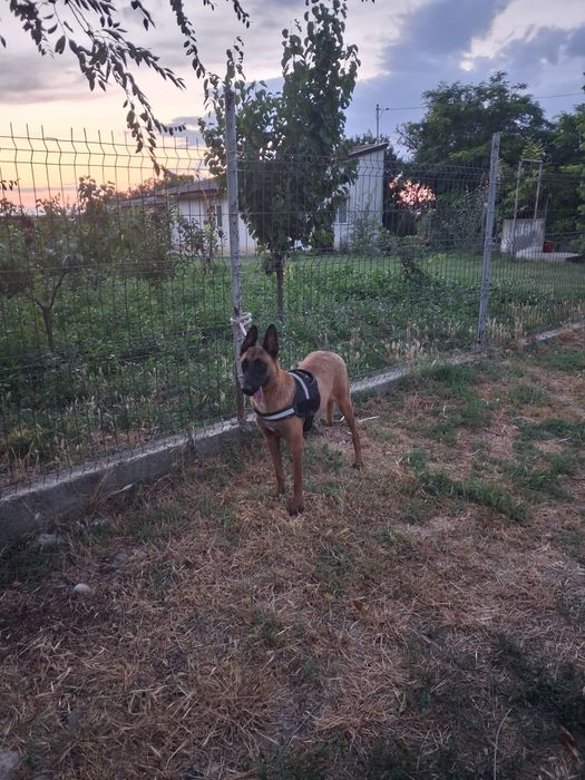 Femela de malinois!