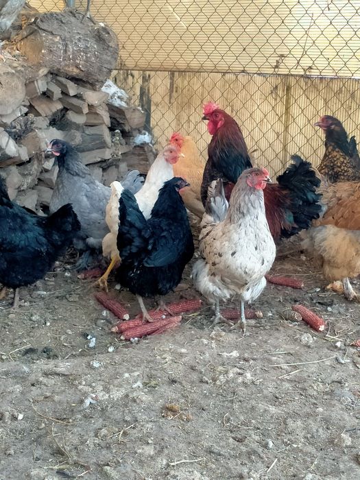 Яйца инкубационные продам