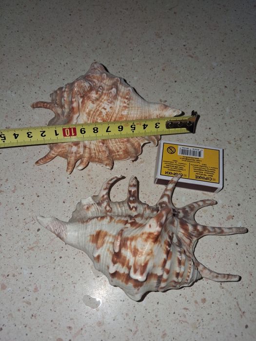 Продам морские ракушки