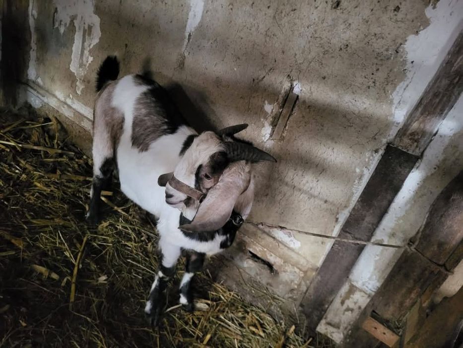 Vând Țap Anglonubian