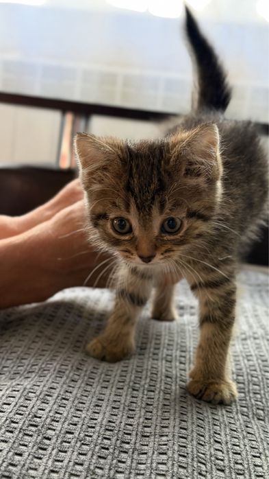 Отдам котенка в добрые руки