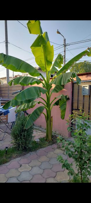 Pui bananier japonez Musa basjoo de la 50 lei . Bucuresti