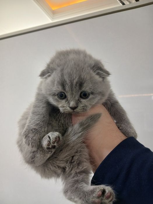 Мушукчалар сотилади