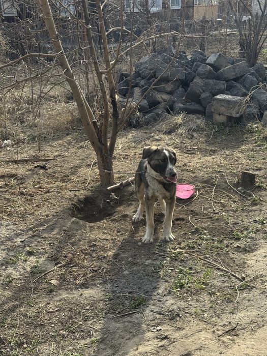 Отдам в хорошые руки